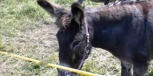Heimattiergarten Sonneberg-Neufang