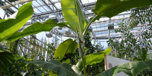 tropenhaus am rennsteig