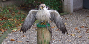 wildpark schloß tambach