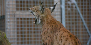 zoologischen garten hof