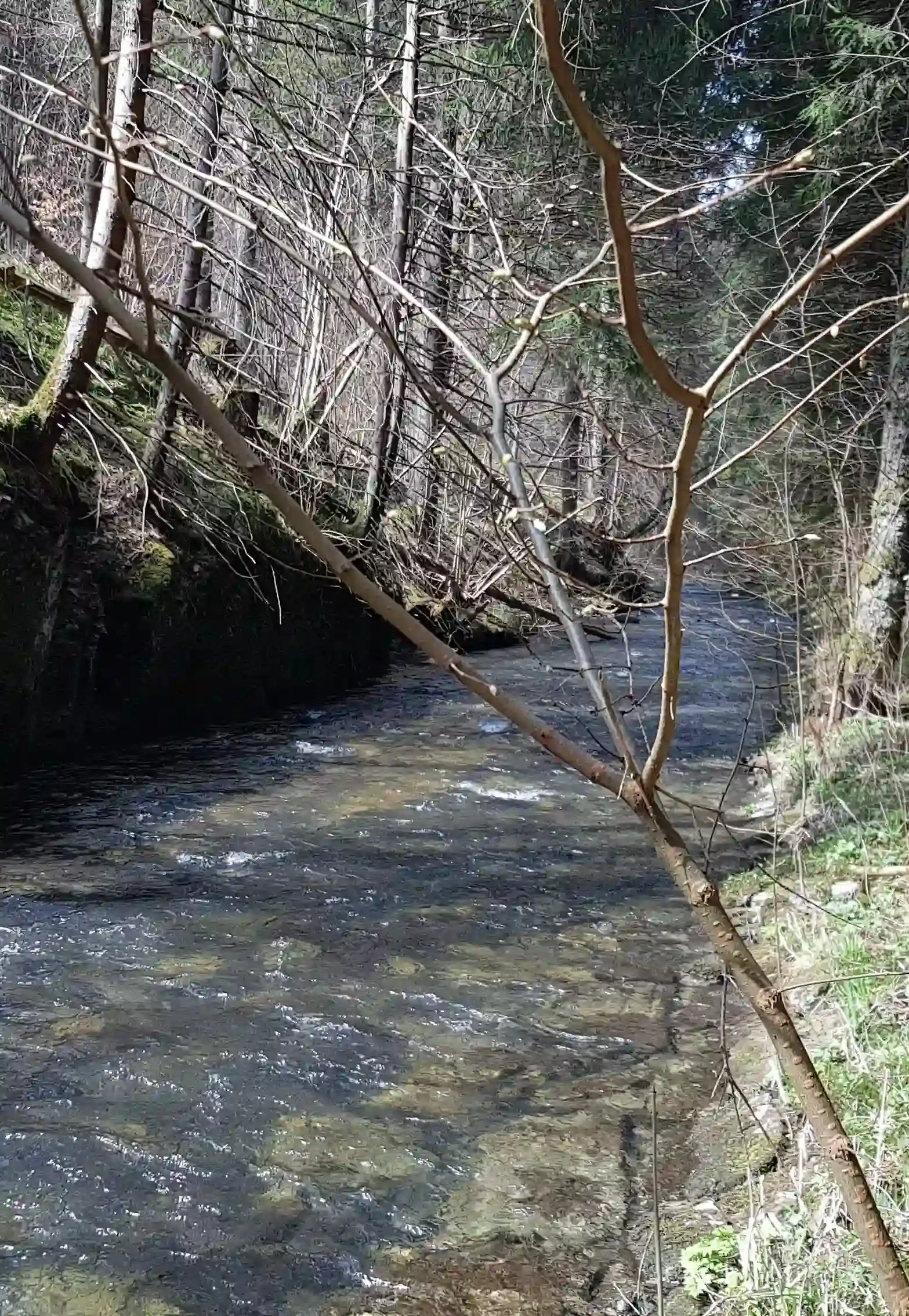 Angeln an der wilden Rodach.